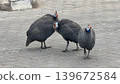 A daytime scene of three guinea fowl lined up on the asphalt. 139672584