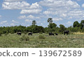 A safari scene with a herd of elephants stretching out in the distance. 139672589