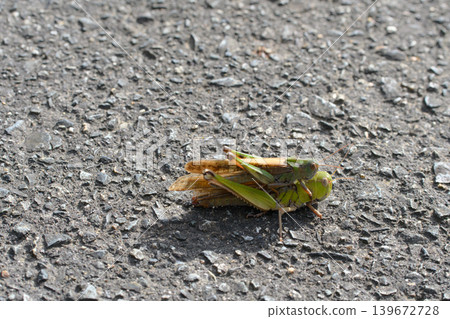 Migratory grasshopper carrying a piggyback Migratory grasshopper carrying a piggyback 139672728