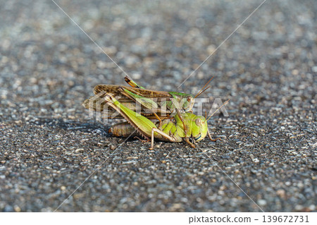 Migratory grasshopper carrying a piggyback 139672731