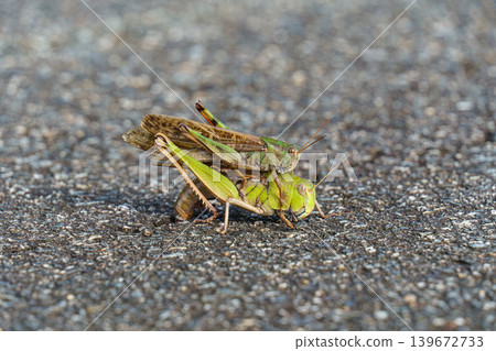 Migratory grasshopper carrying a piggyback Migratory grasshopper carrying a piggyback 139672733