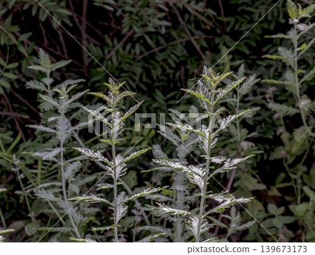 A close-up of Artemisia arborescens, with its fine, silvery-green leaf texture. This detailed view captures the delicate shape and pattern of this fragrant plant. A close-up of Artemisia arborescens, with its fine, silvery-green leaf texture. This detailed view captures the delicate shape and pattern of this fragrant plant. 139673173