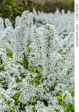 Willow flower Willow flower 139673209