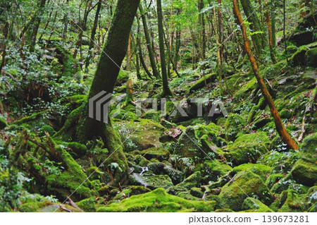 The moss-covered forest scenery that served as the setting for the movie "Princess Mononoke" 139673281