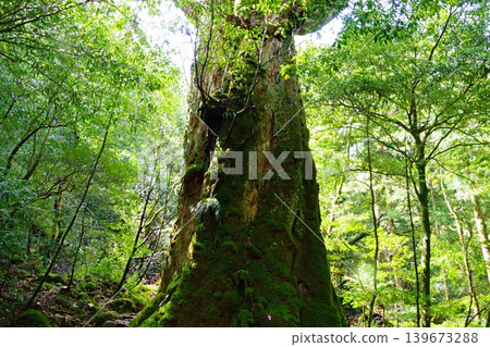 We set off on a trekking trip to Yakushima, and along the way we encountered a magnificent cedar tree. 139673288