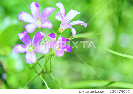 鴨蹠草 鴨蹠草 139674005