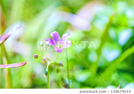 Axilla 139674014