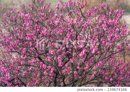 Cherry blossom sakura during spring in Japan Cherry blossom sakura during spring in Japan 139674166