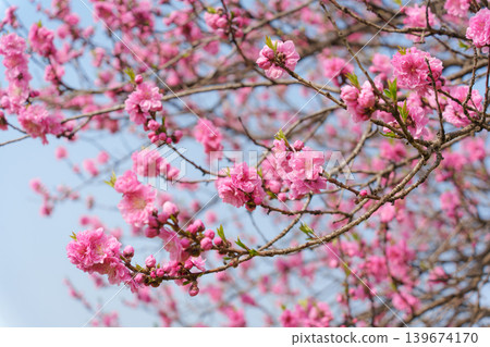 Cherry blossom sakura during spring in Japan 139674170