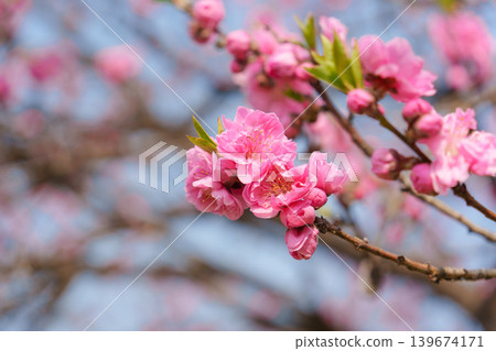 Cherry blossom sakura during spring in Japan Cherry blossom sakura during spring in Japan 139674171