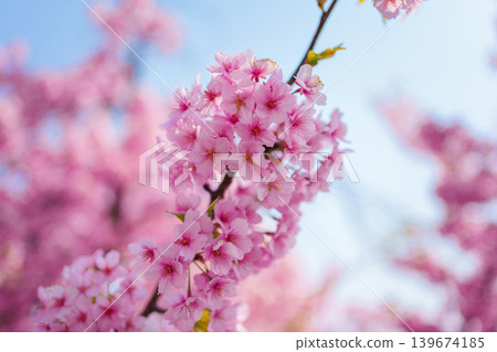 Cherry blossom sakura during spring in Japan Cherry blossom sakura during spring in Japan 139674185