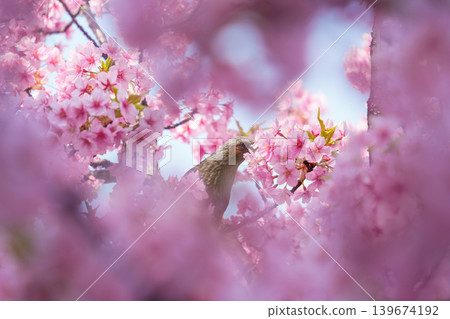 Bird feeding nectar from cherry blossom or sakura blooming during spring Bird feeding nectar from cherry blossom or sakura blooming during spring 139674192