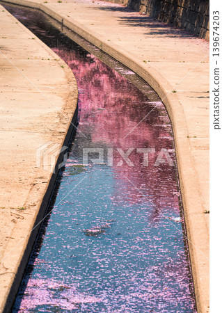 Pink cherry blossom or sakura tree blooming along narrow canal Pink cherry blossom or sakura tree blooming along narrow canal 139674203