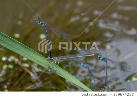Azure damselflies perched on aquatic vegetation near a calm pond in early afternoon light showcasing vibrant colors and delicate forms Azure damselflies perched on aquatic vegetation near a calm pond in early afternoon light showcasing vibrant colors and delicate forms 139674238