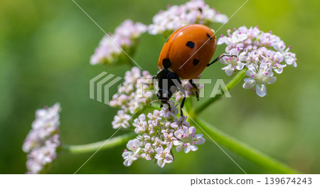 Close-up of Seven-spot Ladybird on delicate flowers in a lush garden during sunny afternoon Close-up of Seven-spot Ladybird on delicate flowers in a lush garden during sunny afternoon 139674243
