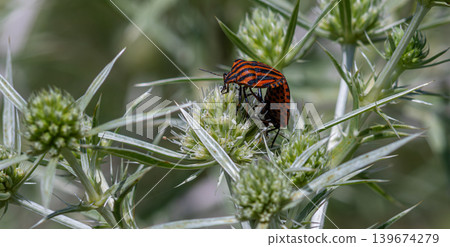 Graphosoma lineatum feeding on thistle in a sunny field during early summer showcasing its striking black and orange stripes against a natural background Graphosoma lineatum feeding on thistle in a sunny field during early summer showcasing its striking black and orange stripes against a natural background 139674279