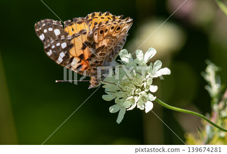 Brightly colored Painted Lady butterfly Vanessa cardui feeding on a delicate white flower in a lush green garden during a sunny day Brightly colored Painted Lady butterfly Vanessa cardui feeding on a delicate white flower in a lush green garden during a sunny day 139674281