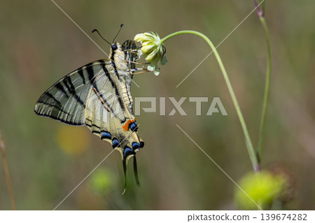 Scarce swallowtail butterfly Iphiclides podalirius feeding on a flower in a sunny meadow during early summer Scarce swallowtail butterfly Iphiclides podalirius feeding on a flower in a sunny meadow during early summer 139674282