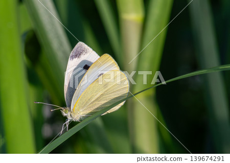 Small White butterfly resting on green grass during a sunny day in a vibrant meadow capturing the essence of summer wildlife 139674291