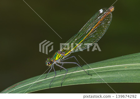 Beautiful Demoiselle perched on a green leaf near a tranquil stream in early morning light showcasing iridescent colors in the soft breeze Beautiful Demoiselle perched on a green leaf near a tranquil stream in early morning light showcasing iridescent colors in the soft breeze 139674292