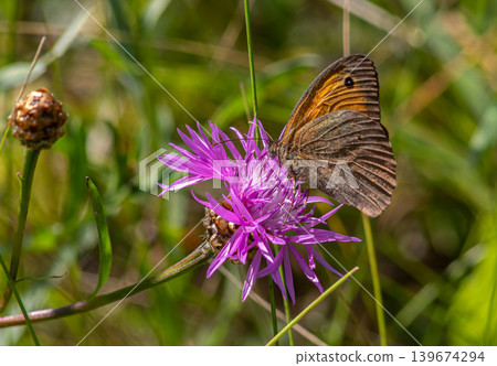 Meadow brown butterfly Maniola jurtina perched on a vibrant pink flower in a sunny field during late spring Meadow brown butterfly Maniola jurtina perched on a vibrant pink flower in a sunny field during late spring 139674294