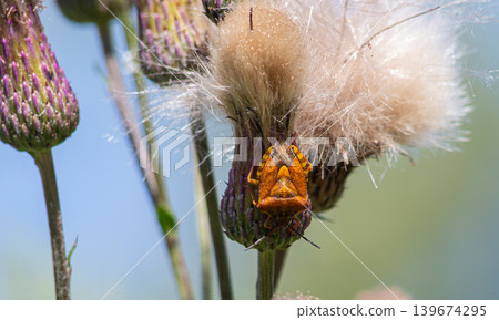 Bright red shield bug Carpocoris pudicus resting on thistle plant under clear blue sky 139674295