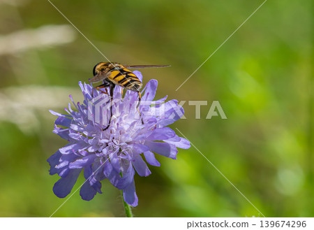 Common wasp-fly yrphus ribesii feeding on a purple flower in a sunny meadow during late spring Common wasp-fly yrphus ribesii feeding on a purple flower in a sunny meadow during late spring 139674296