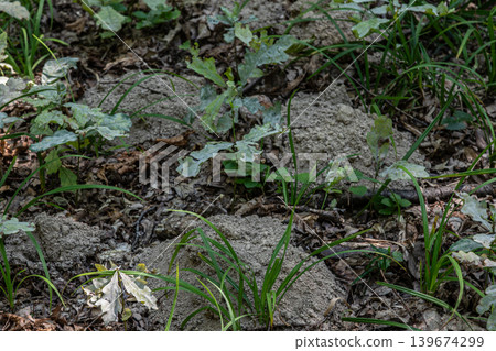 European mole activity creates unique underground structures in a forested area during late spring European mole activity creates unique underground structures in a forested area during late spring 139674299