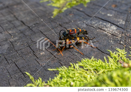 Mating behavior of Black-spotted Pachyta on decaying wood in forest setting during daylight hours Mating behavior of Black-spotted Pachyta on decaying wood in forest setting during daylight hours 139674300