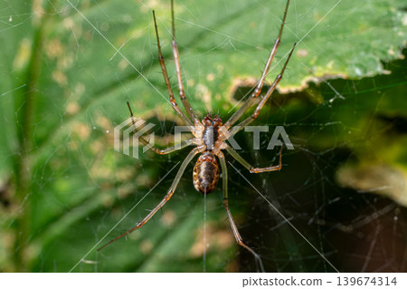 Common candy-stripe spider Enoplognatha ovata resting on a leaf while spinning its web in a natural setting Common candy-stripe spider Enoplognatha ovata resting on a leaf while spinning its web in a natural setting 139674314