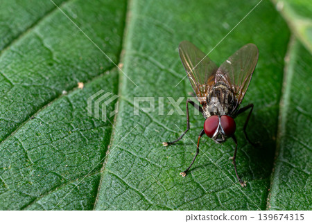 Tachinidae fly resting on green leaf showing detailed features and coloration in a natural setting Tachinidae fly resting on green leaf showing detailed features and coloration in a natural setting 139674315