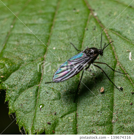Fungus gnat from Mycetophilidae family resting on a leaf in a rainforest during daytime 139674316