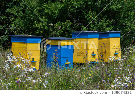Colorful beehives in an open field surrounded by wildflowers under bright sunlight during summer Colorful beehives in an open field surrounded by wildflowers under bright sunlight during summer 139674321