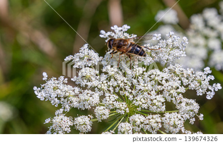 Eristalis tenax drone fly feeding on white flowers during a sunny afternoon in a garden environment Eristalis tenax drone fly feeding on white flowers during a sunny afternoon in a garden environment 139674326
