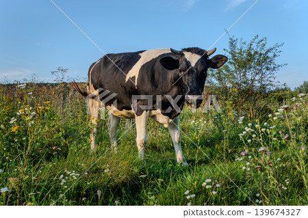 Black and white cow grazes peacefully in a green meadow surrounded by wildflowers on a sunny day Black and white cow grazes peacefully in a green meadow surrounded by wildflowers on a sunny day 139674327