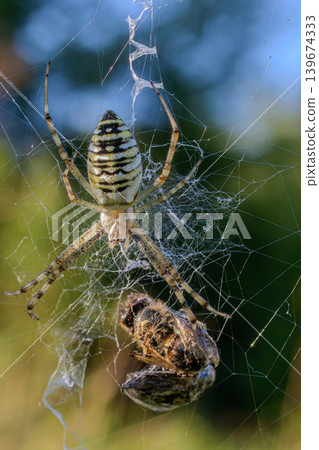 Wasp spider captures prey in its intricate web during a sunny afternoon in a natural habitat Wasp spider captures prey in its intricate web during a sunny afternoon in a natural habitat 139674333