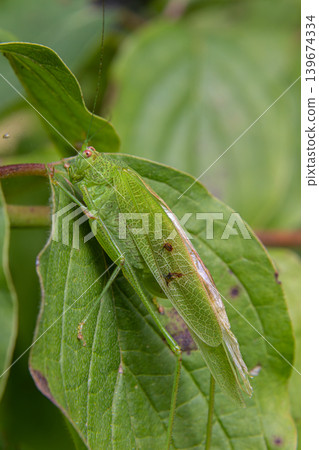 Great Green Bush-cricket resting on a leaf in a lush garden during a sunny afternoon Great Green Bush-cricket resting on a leaf in a lush garden during a sunny afternoon 139674334