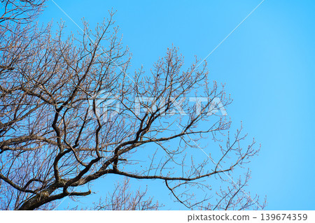 Tree branches with fresh buds sprouting on blue sky Tree branches with fresh buds sprouting on blue sky 139674359