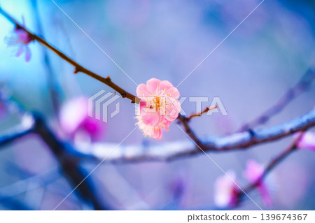 Cherry blossom sakura during spring in Japan Cherry blossom sakura during spring in Japan 139674367