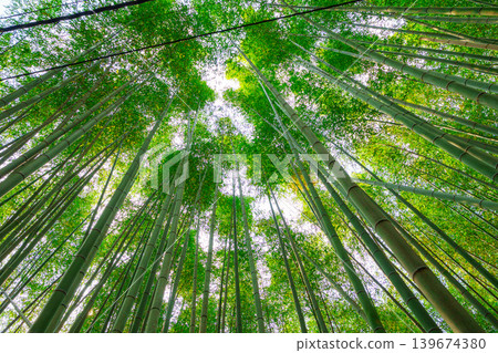 Arashiyama lush green bamboo grove forest in Kyoto, Japan 139674380