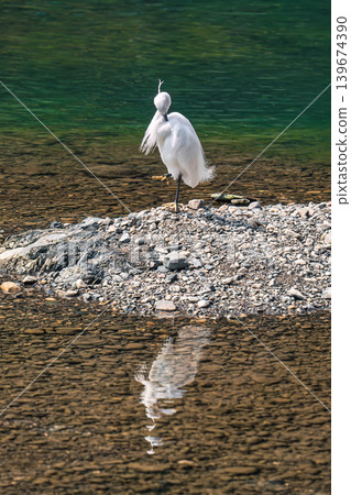 White egret standing on stone shore in peaceful green river scene White egret standing on stone shore in peaceful green river scene 139674390