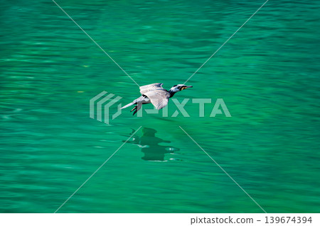 Cormorant or water bird flying over emerald water with reflection Cormorant or water bird flying over emerald water with reflection 139674394