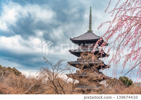Wooden pagoda of Toji temple with cherry blossom blooming during spring on cloudy day in Kyoto, Japan Wooden pagoda of Toji temple with cherry blossom blooming during spring on cloudy day in Kyoto, Japan 139674410
