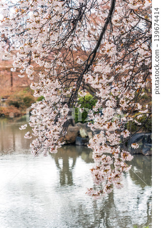 Cherry blossom or weeping sakura blooming in springtime 139674414