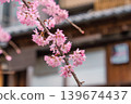 Japanese cherry blossom or sakura flower blooming on tree branch 139674437