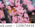 Japanese cherry blossom or sakura flower blooming on tree branch 139674438
