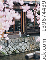 Grey Heron amidst cherry blossom by traditional japanese house and canal 139674439