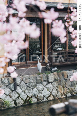 Grey Heron amidst cherry blossom by traditional japanese house and canal 139674439