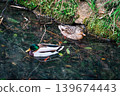 Mallard duck pair resting in clear stream 139674443
