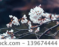 Cherry blossom or Sakura blooming on twig during springtime 139674444